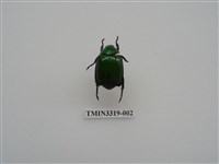 藏品(台灣青銅金龜)的圖片